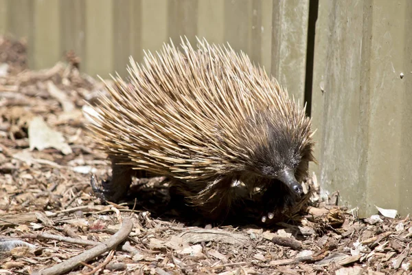 Echidna é um comedor de formigas — Fotografia de Stock