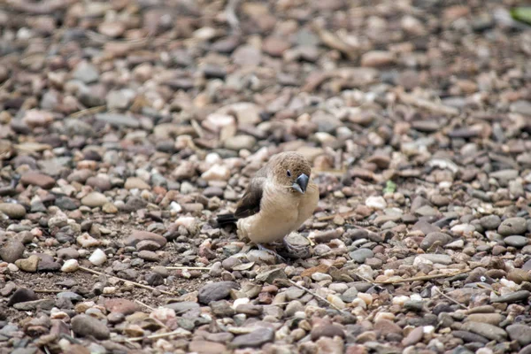 Un pinzón pequeño — Foto de Stock