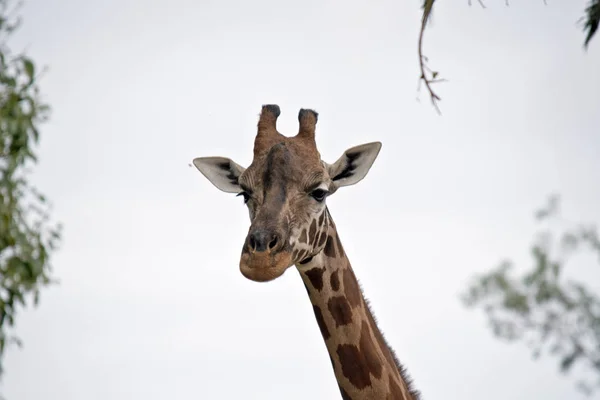 Girafe gros plan — Photo