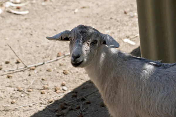 Una cabra blanca — Foto de Stock