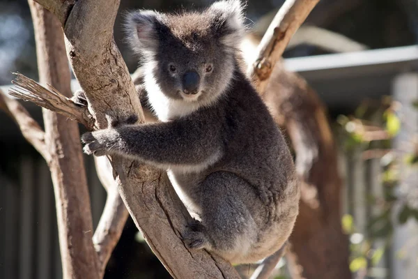 Koala δέντρο — Φωτογραφία Αρχείου