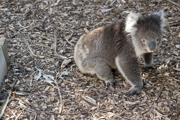Koala op grond — Stockfoto