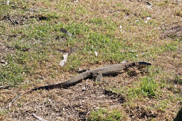 Heath monitor ještěrka — Stock fotografie