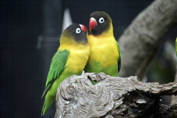 Deux oiseaux d'amour — Photo
