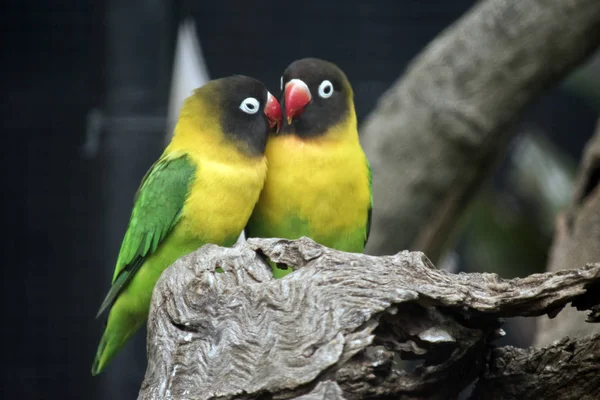 Dos pájaros de amor —  Fotos de Stock