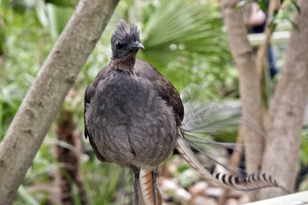 一只竖琴鸟 — 图库照片