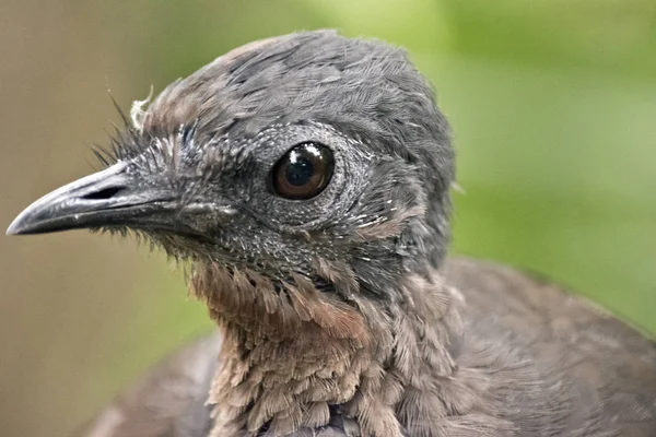 リラの鳥 — ストック写真