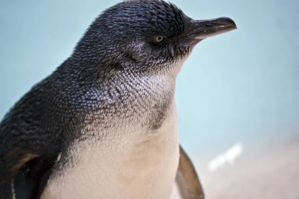 Um pinguim de fadas — Fotografia de Stock
