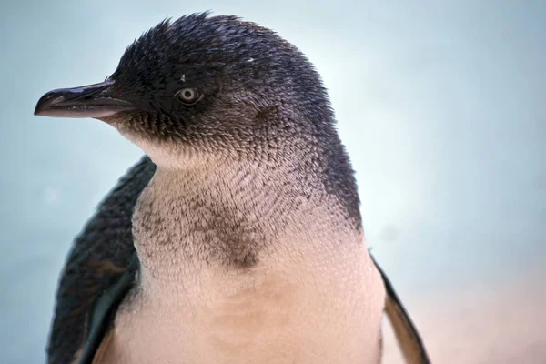 Um pinguim de fadas — Fotografia de Stock