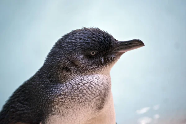 Um pinguim de fadas — Fotografia de Stock