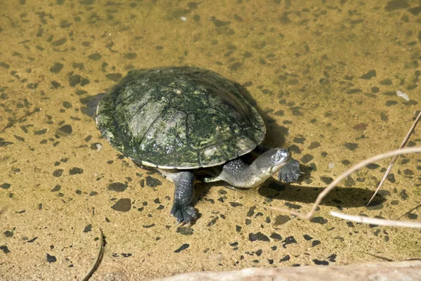 Довго шиєю черепахи — стокове фото