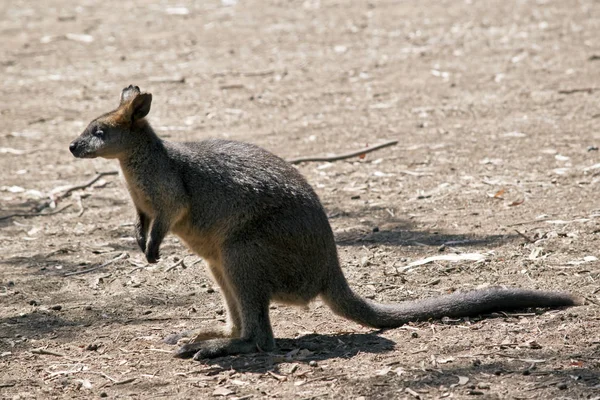 Wallaby i fältet — Stockfoto