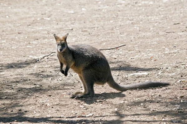Wallaby in field — Stock Photo, Image