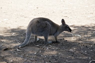 wallaroo yan görünüm