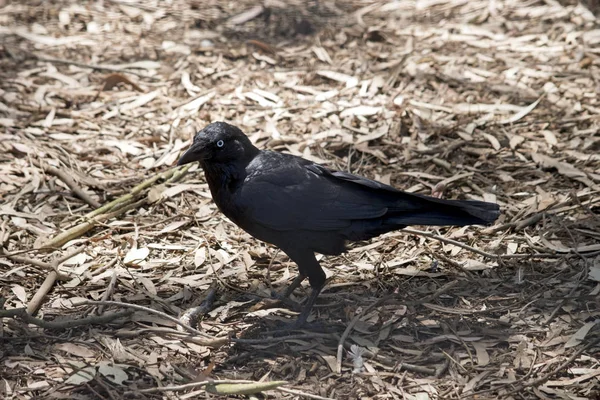 Ein australischer Rabe — Stockfoto