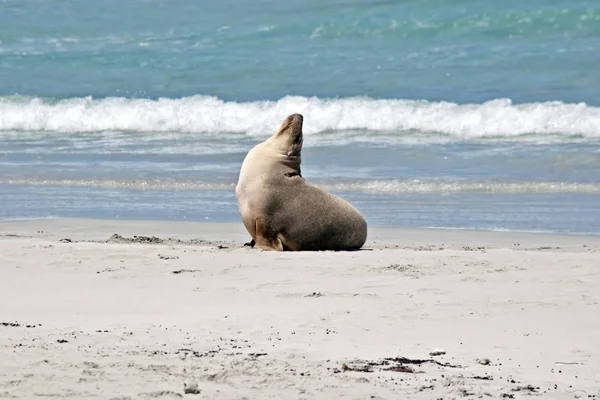 Hotel Sea lion vedení cool — Stock fotografie