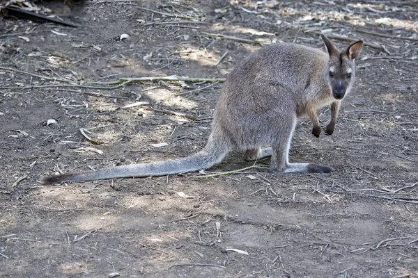 Wallaroo yan görünüm — Stok fotoğraf