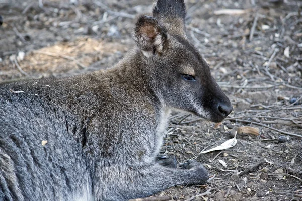 Wallaroo close-up — Fotografia de Stock