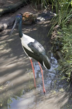 siyah boyunlu leylek