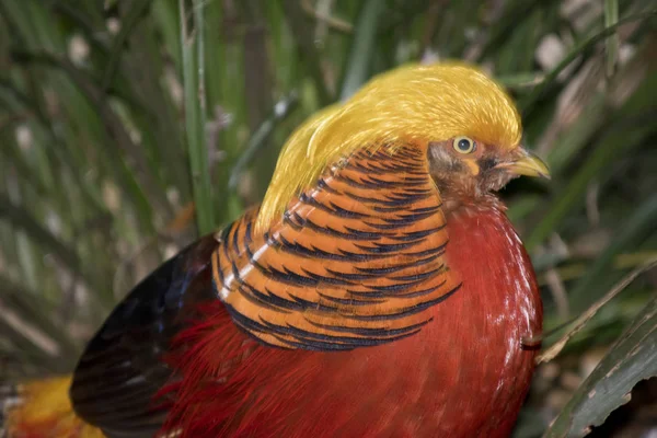 Золотий фазан вигляд збоку — стокове фото
