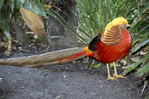 A golden pheasant with a long tail — Stock Photo, Image