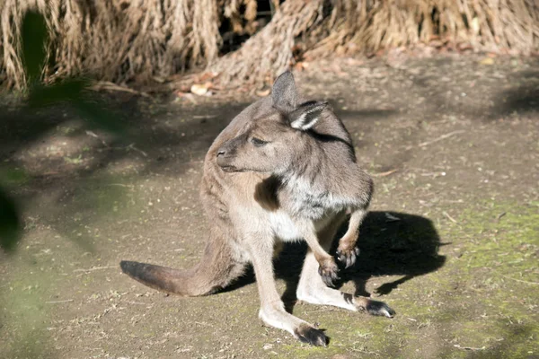 Kangaroo-eiland kangoeroe op zoek — Stockfoto
