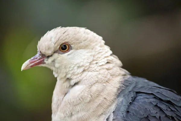 Un pigeon à tête blanche — Photo