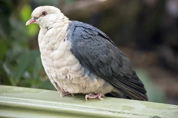 Una paloma de cabeza blanca —  Fotos de Stock