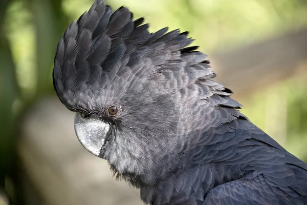 Red tailed black cockatoo — Stock Photo, Image