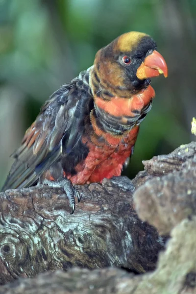 A dusky lory — Stock Photo, Image