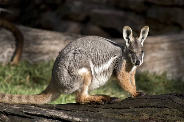 Sarı ayaklı rock wallaby — Stok fotoğraf