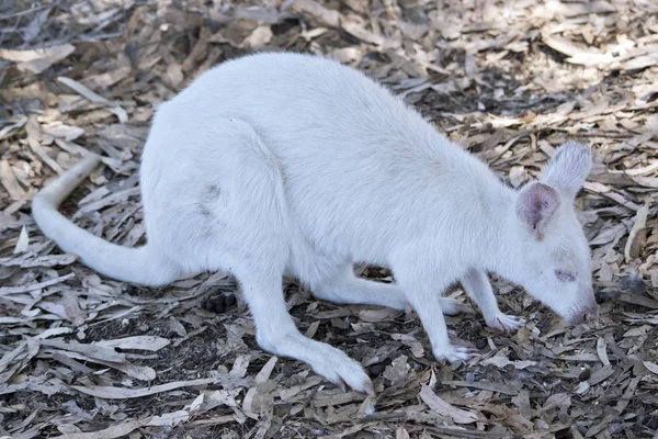 Un Wallaby Albino — Foto Stock