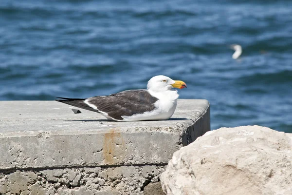 Pazifische Möwen knattern — Stockfoto