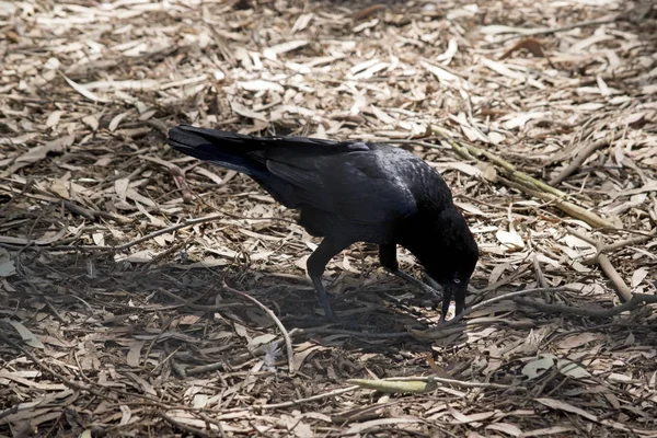 澳大利亚乌鸦 — 图库照片