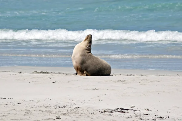 Lion de mer sur la plage — Photo