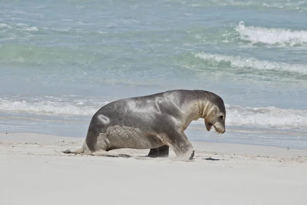 León marino en la playa — Foto de Stock