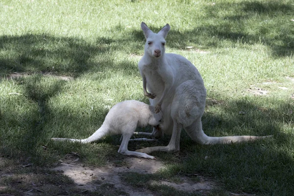 O albino oeste cinza canguru está alimentando seu joey de seu po — Fotografia de Stock