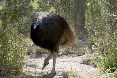 the cassowary is walking around looking for food