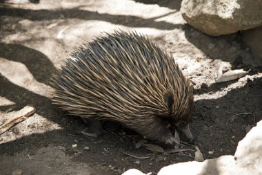 the echidna is digging up ants