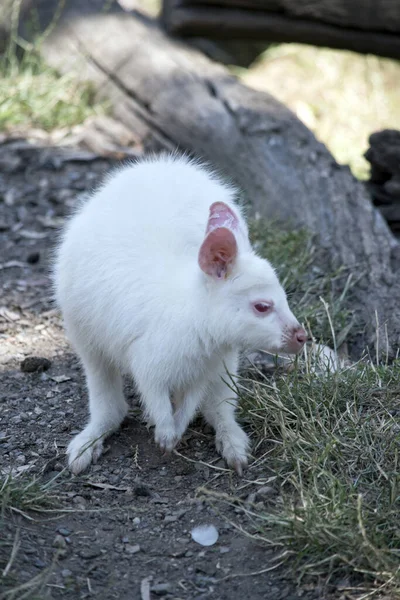 白化病红颈袋鼠正在寻找食物 — 图库照片