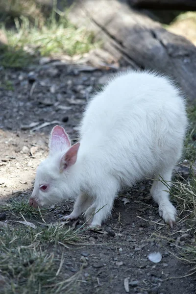 El wallaby de cuello rojo albino está buscando comida —  Fotos de Stock