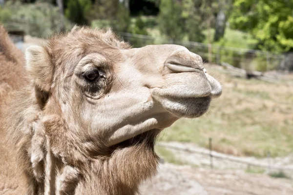 Dies ist eine Nahaufnahme eines Kamels — Stockfoto