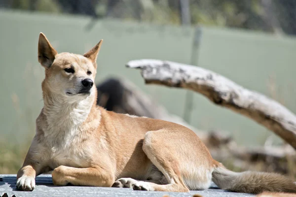 The golden dingo is resting on some fencing iron — Stockfoto