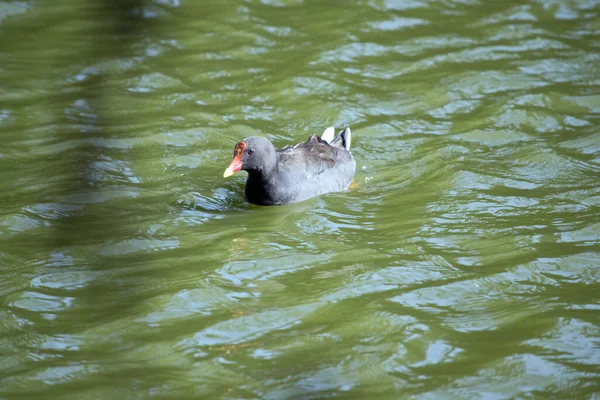 Das dämmerige Moorhuhn schwimmt in einem Teich — Stockfoto