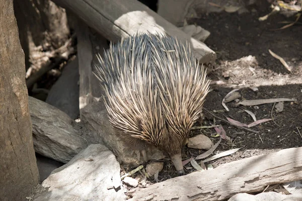 The echidna is digging up ants — Stok fotoğraf