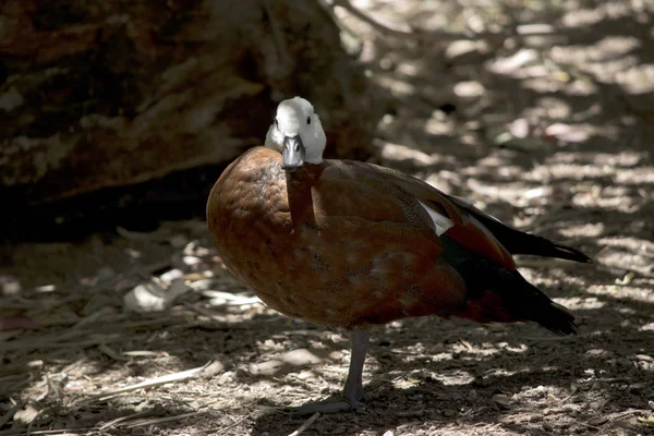 The egyptian goose is in the shade — 图库照片