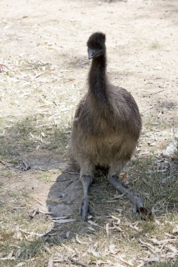 the emu is sitting down
