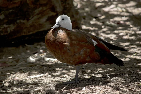 The egyptian goose is in the shade — Stok fotoğraf