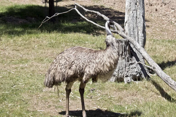 The Australian emu is a tall flightless bird — Stock Photo, Image