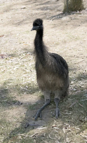 This is a young Australian emu sitting on grass — Stok fotoğraf